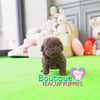 Baby “Ryan” Draws Everybody In Effortlessly With His Sweet Presence <3 ... Crazy Adorable !! Gorgeous Curly Coat !! VIP Puppy !!! .... Micro Rich Chocolate Poodle ....**SOLD to Stephanie**