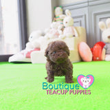 Baby “Ryan” Draws Everybody In Effortlessly With His Sweet Presence <3 ... Crazy Adorable !! Gorgeous Curly Coat !! VIP Puppy !!! .... Micro Rich Chocolate Poodle ....**SOLD to Stephanie**