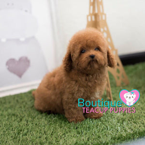 Meet Lil “Landon” The Awesome Cuddle Buddy <3 ... Teddy Bear Poodle !! Glamorous Coat Factor !! Beautiful !!! .... Micro Red Poodle ....**Available**