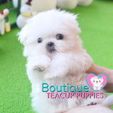 The Beauty Of This Top Tier Micro Maltese Is Incredible - Baby “Glacier” <3 ... SOLD TO LYNETTE!