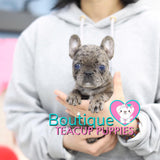 Baby “Vinny” Is Such A Handsome Charming Lil Guy <3 .... VIP Quality !!! Super Tiny For Frenchie !!! Double Blue Eyes !!! ... Mini Blue Merle French Bulldog ....**SOLD**