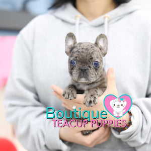 Baby “Vinny” Is Such A Handsome Charming Lil Guy <3 .... VIP Quality !!! Super Tiny For Frenchie !!! Double Blue Eyes !!! ... Mini Blue Merle French Bulldog ....**SOLD**