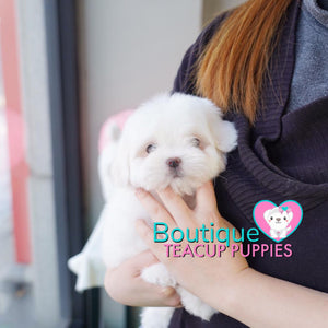 Lil “Lexus” Loves To Play Outside In The Bright Sun<3 ... Luxurious !! Supreme Quality !! .... Mini Cotton White Coton de Tulear ....**Available**