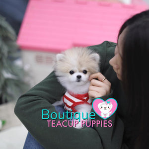 Lil VIP LUXURY “Priscilla” Loves The Simple Things In Life <3 ... Baby Doll Pom !! 2.2 lbs @ 6 Months Old (3/21/19) ! Amazing!!! Star Quality !!! .... Micro Parti Pomeranian ....**Available**UPDATED Pics/Video 3/21/19