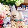 The Fabolous Micro “Chanel” Has Such A Jubilant Aura <3 ... Luxury VIP Exclusive !! Elite Quality !!  Super Tiny !! .... Micro Cream Sable Pomeranian ....**Available**