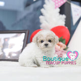 Lil VIP CLASS “Snowflake” Showers Us With The Gift Of Love <3 ... Teddy Bear Poodle !! Huge Baby Doll Eyes!! Majestic Coloring !! Luxurious Quality !! ....  1 LB AT 3.5 MONTHS OLD! SUPER TINY!! AVAILABLE!