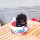 Baby “Blair” Is Such An Adorable Teddy Graham <3 ... Extreme Teddy Bear Poodle !! Outrageously Adorable !! VIP Puppy !!! .... Micro Black & Tan Poodle ....**SOLD TO ANTHONY REPEAT CLIENT*