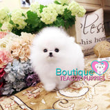 Lil “Lexus” Lives Her Life Sharing So Much Love <3 ... Tiny Sizing !! Beautiful Triple Thick Coat !! Elite Pom !! VIP Quality !! .... Micro Ice White Pomeranian ....**Available**UPDATED Pics/Video 1/10/19