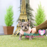 Lil “Kassie” Melts Our Hearts With Her Adorable Looks <3 .... VIP Quality !!! Super Tiny For Frenchie !!! Super Adorable Face !!! ... Mini Blue Merle French Bulldog ....**Sold to Brea**