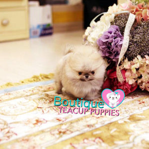 Tiny Micro “Caelynn” Is Super Excited For Spring To Come ! <3 ... VIP Exclusive !! Super Tiny !!  Ultra Adorable !! .... Micro Cream Sable Pomeranian ....**Available**