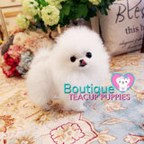 The Luxurious Perfect POCKET Micro Pomeranian Miss “Dior” <3 ... VIP Exclusive !! 590 grams @ 5 Months Old!! Platinum Quality Level !!  Extremely Tiny !! .... Micro White Pomeranian ....**Available**UPDATED Pics/Video 3/4/19