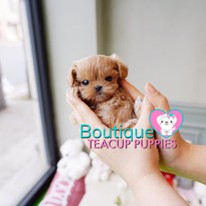 Micro “Nancy” Is The Ultimate Cuddle Buddy  <3 ... Huge Baby Doll Eyes! Luxurious Color ! VIP Elite Quality !!  .... Micro Apricot Maltipoo ....**Available**