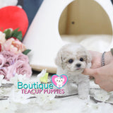 Lil VIP CLASS “Snowflake” Showers Us With The Gift Of Love <3 ... Teddy Bear Poodle !! Huge Baby Doll Eyes!! Majestic Coloring !! Luxurious Quality !! ....  1 LB AT 3.5 MONTHS OLD! SUPER TINY!! AVAILABLE!