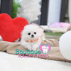 Tiny Lil “Miss Teacup” Is Absolutely Fabulous <3 ... VIP Quality !! Delicate Features !!  Super Tiny Sizing !! .... Micro Sky White Pomeranian ....**Available**