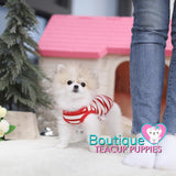 Lil VIP LUXURY “Priscilla” Loves The Simple Things In Life <3 ... Baby Doll Pom !! 2.2 lbs @ 6 Months Old (3/21/19) ! Amazing!!! Star Quality !!! .... Micro Parti Pomeranian ....**Available**UPDATED Pics/Video 3/21/19