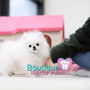 Baby “Jubilee” Inspires People To Laugh & Enjoy The Simple Moments <3 ... 2.3 lbs @ 5.5 Months Old (3/21/19) !! Tiny !! Glamorous !! Top Tier Quality !!  Tiny Sizing !! .... Micro White Pomeranian ....**Available**UPDATED Pics/Video 3/21/19