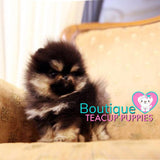 How Adorable Is Baby Bear  Tiny “Elaina” ? <3 ... Highly Desired Coloring !! Luxurious VIP Puppy !! Special Quality !!  Extremely Tiny !! .... Micro Black & Tan Pomeranian ....**Available**