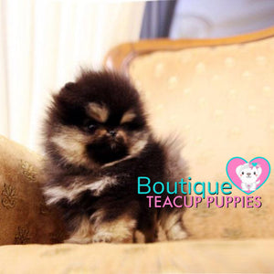 How Adorable Is Baby Bear  Tiny “Elaina” ? <3 ... Highly Desired Coloring !! Luxurious VIP Puppy !! Special Quality !!  Extremely Tiny !! .... Micro Black & Tan Pomeranian ....**Available**