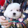 Lil Miss “Cloud” Has Such A Gorgeous Fluffy Cotton Coat <3 ... VIP !! Glamorous !! New Mini Breed For Us  !! .... Mini Cotton White Coton de Tulear ....**Available**