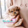 Micro “Nancy” Is The Ultimate Cuddle Buddy  <3 ... Huge Baby Doll Eyes! Luxurious Color ! VIP Elite Quality !!  .... Micro Apricot Maltipoo ....**Available**