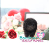 Lil “Lunar” Brings Smiles To Everyone She Meets <3 ... Gorgeous Coat !! Midnight Black !! Perfect Poodle !! .... Micro Black Poodle ....**Available**UPDATED Pics/Video 2/8/19