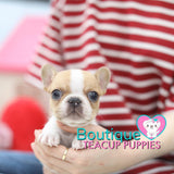 Tiny “Nate” Fills Our Hearts With So Much Woman <3 .... VIP Quality !!! Extremely Tiny Frenchie !!! Stunning Puppy !!! ... Mini Red Pied French Bulldog ....**Available**