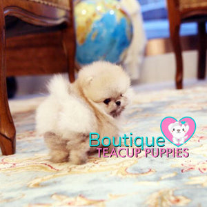 The Fabolous Micro “Chanel” Has Such A Jubilant Aura <3 ... Luxury VIP Exclusive !! Elite Quality !!  Super Tiny !! .... Micro Cream Sable Pomeranian ....**Available**