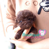 Baby “Ryan” Draws Everybody In Effortlessly With His Sweet Presence <3 ... Crazy Adorable !! Gorgeous Curly Coat !! VIP Puppy !!! .... Micro Rich Chocolate Poodle ....**SOLD to Stephanie**