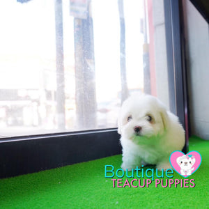 Lil “Lexus” Loves To Play Outside In The Bright Sun<3 ... Luxurious !! Supreme Quality !! .... Mini Cotton White Coton de Tulear ....**Available**