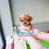 Micro “Nancy” Is The Ultimate Cuddle Buddy  <3 ... Huge Baby Doll Eyes! Luxurious Color ! VIP Elite Quality !!  .... Micro Apricot Maltipoo ....**Available**