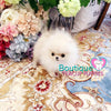 Micro “Macadamia” Is One Of The Tiniest POCKET SIZE Poms Arounds <3 ... VIP Puppy ! Beautiful !! 580 Grams @ 5 Months !! Rare Crazy Tiny Size !! Platinum Quality !!  Tiny Sizing !! .... Micro Cream Pomeranian ....**Available**UPDATED 3/4/19