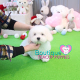 Lil Miss “Cloud” Has Such A Gorgeous Fluffy Cotton Coat <3 ... VIP !! Glamorous !! New Mini Breed For Us  !! .... Mini Cotton White Coton de Tulear ....**Available**