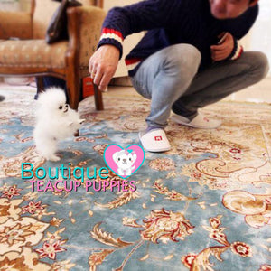 The Luxurious Perfect POCKET Micro Pomeranian Miss “Dior” <3 ... VIP Exclusive !! 590 grams @ 5 Months Old!! Platinum Quality Level !!  Extremely Tiny !! .... Micro White Pomeranian ....**Available**UPDATED Pics/Video 3/4/19