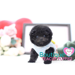 Lil “Lunar” Brings Smiles To Everyone She Meets <3 ... Gorgeous Coat !! Midnight Black !! Perfect Poodle !! .... Micro Black Poodle ....**Available**UPDATED Pics/Video 2/8/19