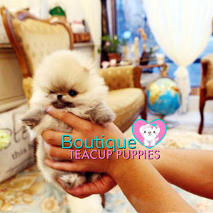 The Fabolous Micro “Chanel” Has Such A Jubilant Aura <3 ... Luxury VIP Exclusive !! Elite Quality !!  Super Tiny !! .... Micro Cream Sable Pomeranian ....**Available**