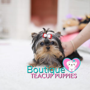 Lil “Daisy” Is # 1 VIP🏆 When It Comes To Any Cuteness/Quality Contest <3 ... Super Tiny - 1.5 Pounds @ 5 Months Old (3/20/19) !!! Huge Loving Baby Doll Eyes !! Top Tier Quality !!! .... Micro Black & Tan Yorkie ....**Available**UPDATED Pics/Video 3/20/19