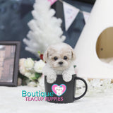 Lil VIP CLASS “Snowflake” Showers Us With The Gift Of Love <3 ... Teddy Bear Poodle !! Huge Baby Doll Eyes!! Majestic Coloring !! Luxurious Quality !! ....  1 LB AT 3.5 MONTHS OLD! SUPER TINY!! AVAILABLE!