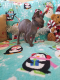 Baby Grinch - Darling Gorgeous Sphynx Kitten Available!