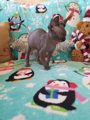 Baby Grinch - Darling Gorgeous Sphynx Kitten Available!