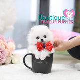 Tiny Lil “Miss Teacup” Is Absolutely Fabulous <3 ... VIP Quality !! Delicate Features !!  Super Tiny Sizing !! .... Micro Sky White Pomeranian ....**Available**