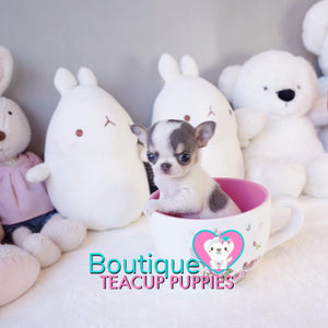 Sweet Baby “Toby” Is The Ideal Partner In Life <3 ... Stunning Apple Head !! Extremely Tiny!! Platinum Quality !!  .... Micro Blue Tri Chihuahua ....**Available**