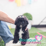 Lil Baby “Star” Brightens Up Any Environment <3 ... Super Cute !! Gorgeous Noir Black !! Radiant !! .... Micro Black Poodle ....**Available**