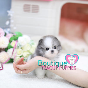 Beauteous Lil “Alaska” Is A True Headliner <3 ... Platinum Quality!! Fabulous Beauty !!  Extreme Polar Bear Features !! .... Micro Polar Parti Pomeranian ....**Available**