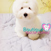 Lil Miss “Cloud” Has Such A Gorgeous Fluffy Cotton Coat <3 ... VIP !! Glamorous !! New Mini Breed For Us  !! .... Mini Cotton White Coton de Tulear ....**Available**