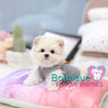 Tiny “Tommy” Tickles Us With His Endless Kisses <3 ... True Baby Doll ! Gorgeous Coat ! Amazing Quality !! .... Micro Cream Maltipoo ....**SOLD TO KIMBERLY and MARK**