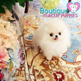 Micro “Macadamia” Is One Of The Tiniest POCKET SIZE Poms Arounds <3 ... VIP Puppy ! Beautiful !! 580 Grams @ 5 Months !! Rare Crazy Tiny Size !! Platinum Quality !!  Tiny Sizing !! .... Micro Cream Pomeranian ....**Available**UPDATED 3/4/19