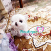 Jubilant “Jasmine” Spreads So Much Fun With Her Alluring Personality <3 ... POCKET SIZE !! Superior Quality !! VIP Puppy !! .... Micro White Maltese ....**SOLD TO SARAH IN UK**