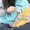 Baby "Luau" Is Warmer Than A Tropical Paradise! Micro Chihuahua Available!