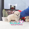 Baby “Angelica” Loves Tagging Long On Any Daily Adventure <3 ... Dream Baby Doll Image ! Luxurious Coat ! Supreme Quality !! .... Micro Cream Maltipoo ....**SOLD TO YVONNE and Tomasina!