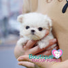 Baby “Mardy” Knows How To Get Straight To Our Hearts <3 ... Extreme Baby Doll Image !! Glamorous !! VIP Puppy !! .... Micro White Maltese ....**Available**